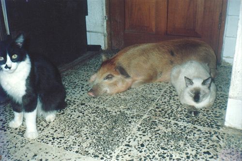 The hog who thought he was a dog!