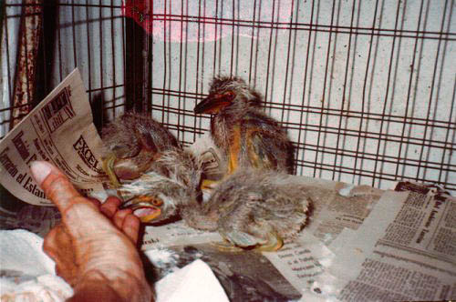 Orphaned baby herons